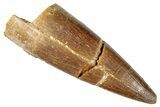 Fossil Plesiosaur (Zarafasaura) Tooth - Morocco #287175-1